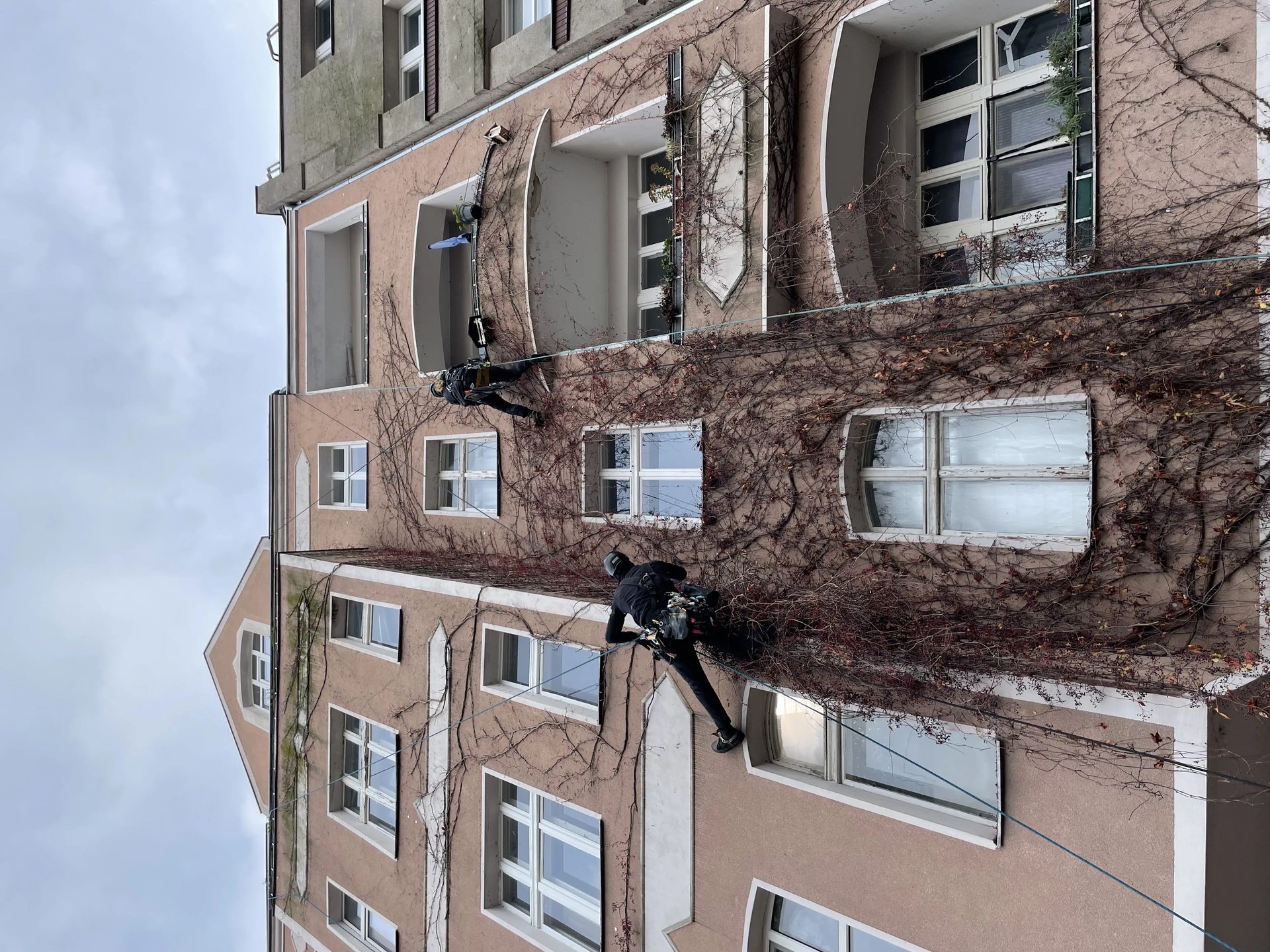 Fassadengrünschnitt an einem Wohnhaus im Seilzugang in Berlin